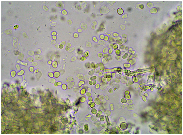 Abrothallus lobariae, Phoma lobariae
