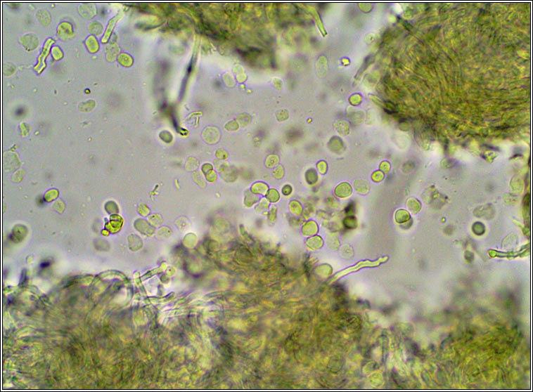 Abrothallus lobariae, Phoma lobariae