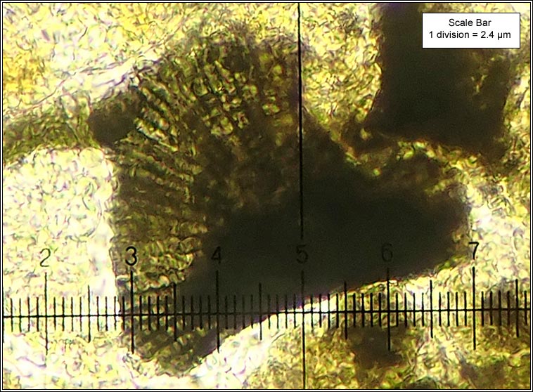 Lichenopeltella pannariacearum