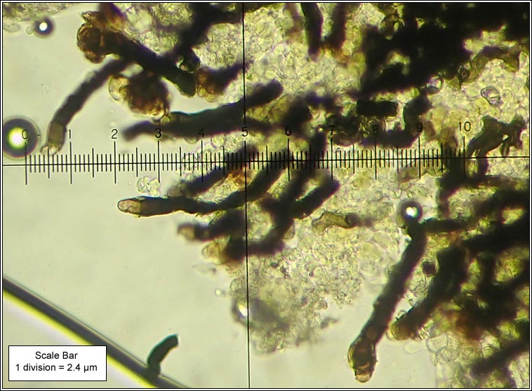 Roselliniopsis tartaricola