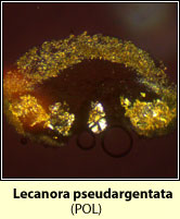 Lecanora pseudargentata (POL)