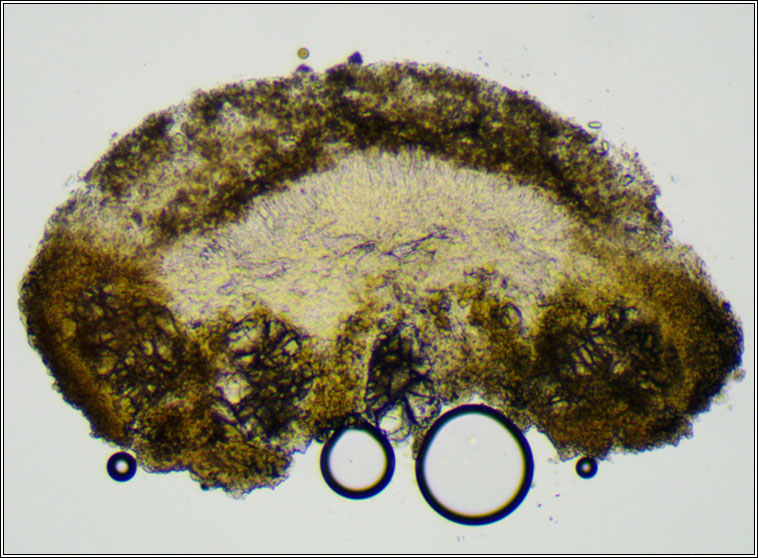 Lecanora pseudargentata
