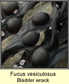 Fucus vesiculosus, Bladder wrack