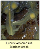 Fucus vesiculosus, Bladder wrack