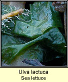 Ulva lactuca, Sea lettuce