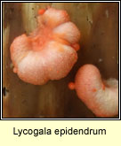 Lycogala epidendrum